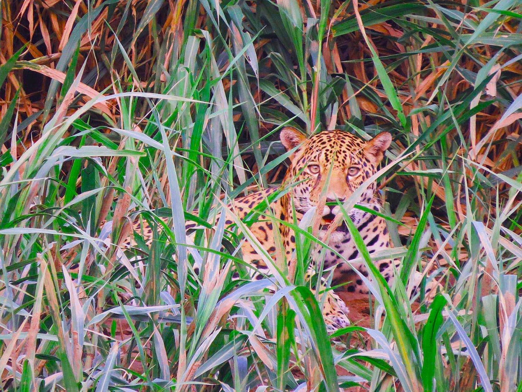 Tambopata Ecolodge Exteriör bild
