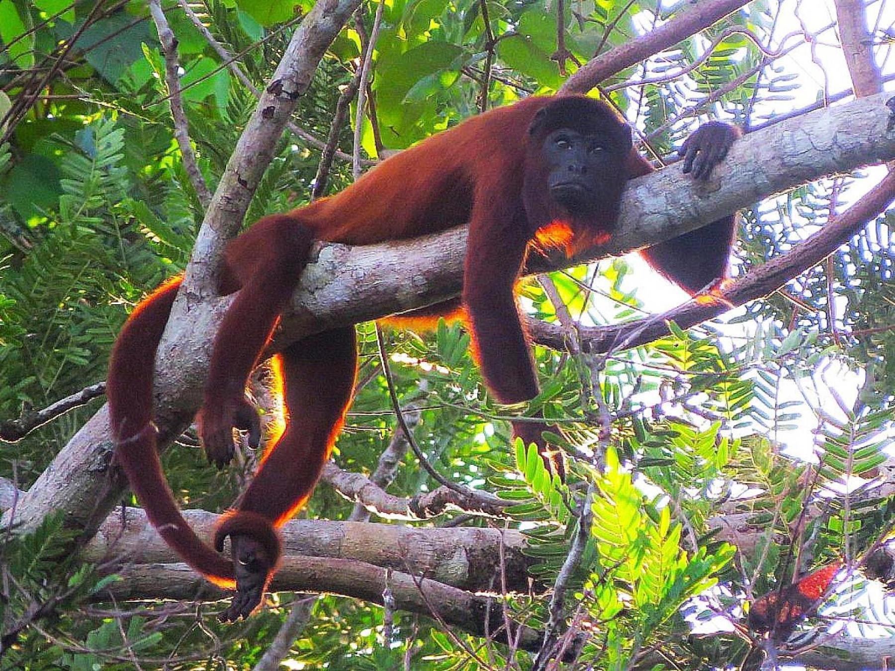 Tambopata Ecolodge Exteriör bild